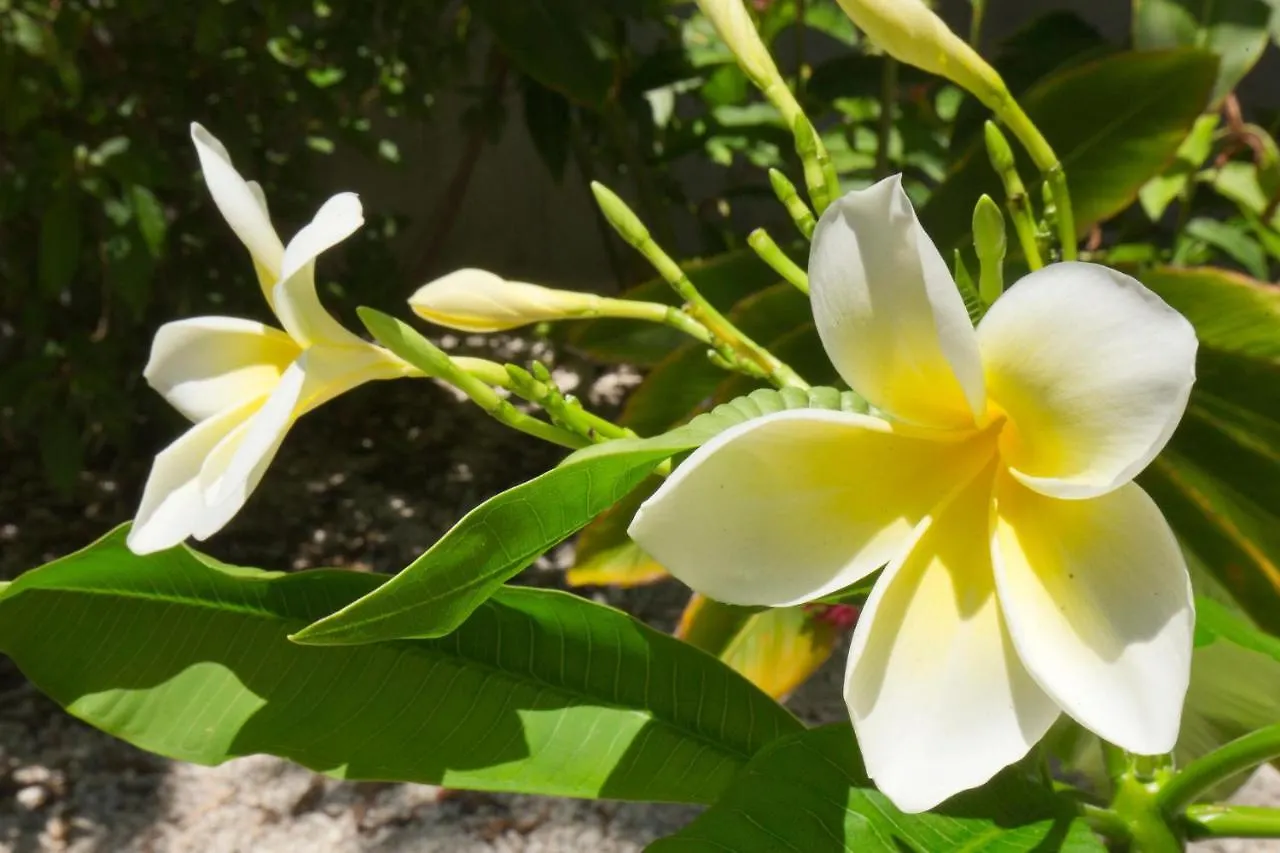 Paradise Found Cayo Hueso 0*, Key West United States